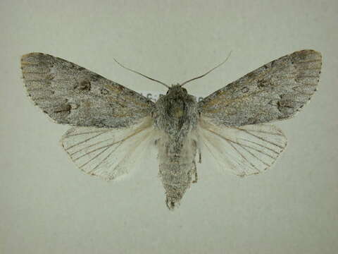 Image of Frosted Dagger Moth