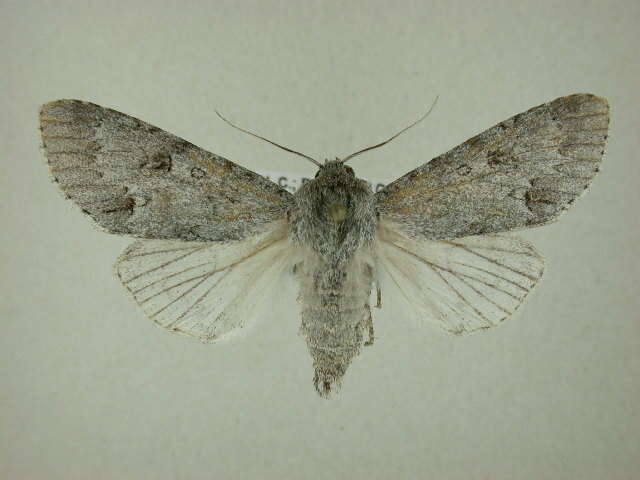 Acronicta hastulifera Smith & Abbot 1797的圖片