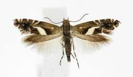 Слика од <i>Glyphipterix sistes</i>