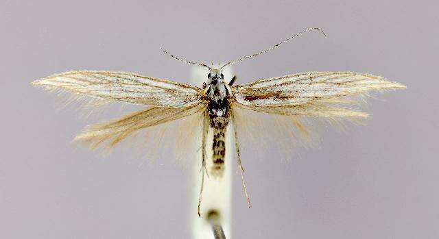 Image of Coleophora auricella Fabricius 1794