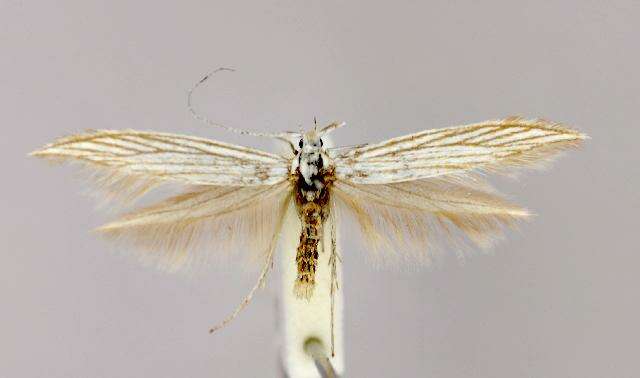 Image of Coleophora auricella Fabricius 1794