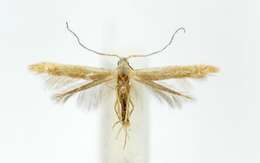 Coleophora trigeminella Fuchs 1881的圖片