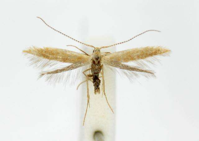 Image of Twirler Moths and kin