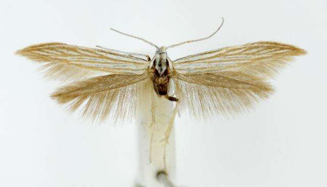 Coleophora conyzae Zeller 1868的圖片