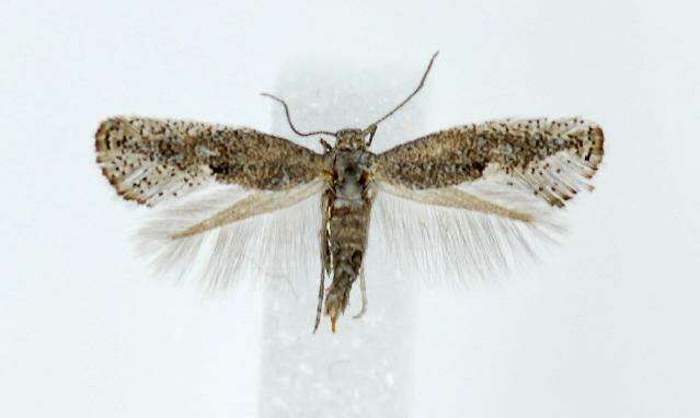 Image of Douglas moths