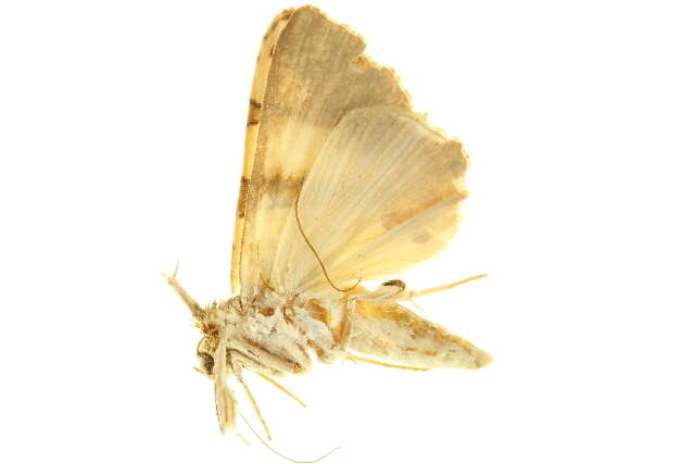 صورة <i>Eulepidotis juliatas</i>