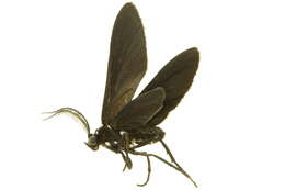 Psoloptera Butler 1876 resmi