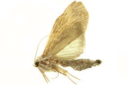 Image of Motya