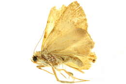 صورة <i>Eulepidotis juliatas</i>