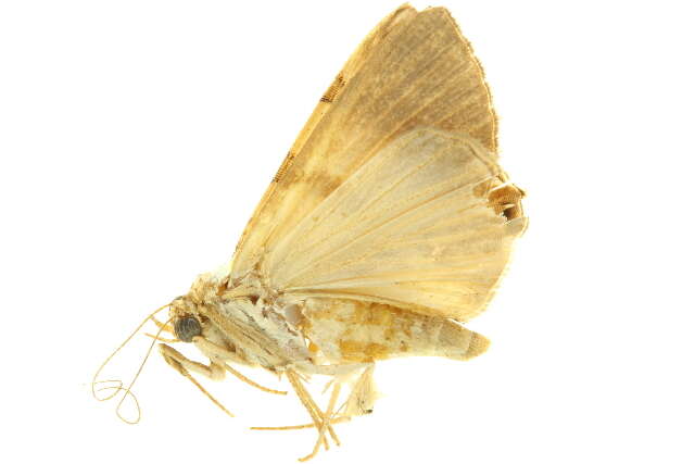 صورة <i>Eulepidotis juliatas</i>