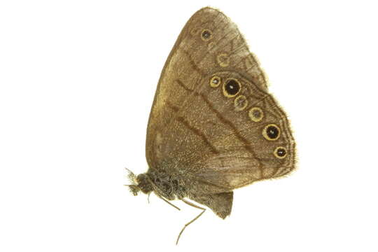 Euptychiina的圖片