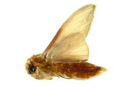 Image of Trichomaplata