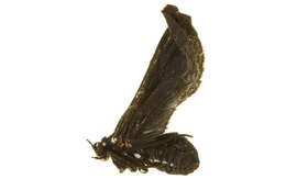 Psoloptera Butler 1876 resmi