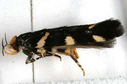 Image of Macrobathra xuthocoma Meyrick 1886