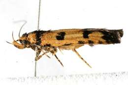 Image of Hemiarcha