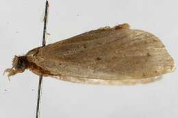 Image of Conchylis