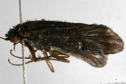 Image of Hydrobiosidae