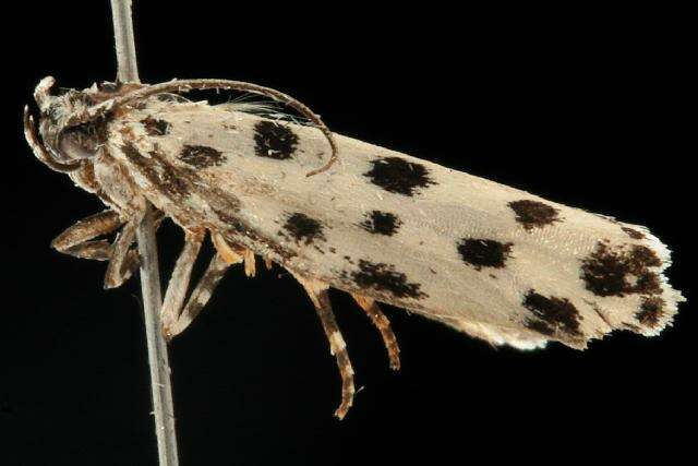 Image of Ethmia sphaerosticha Meyrick 1886