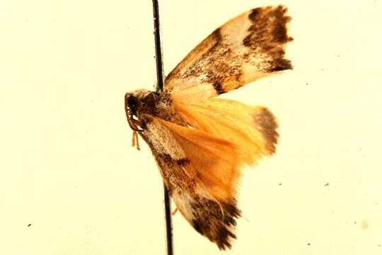 Image of Philenora elegans Butler 1877