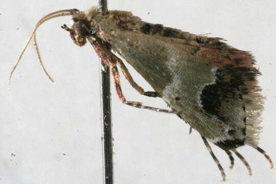 Image of Arescoptera idiotypa Turner 1911