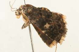 Image of Pyripnoa pyraspis Meyrick 1891