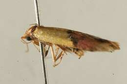 Image of <i>Hemibela oxyptera</i>