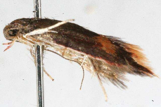 Image of <i>Hemibela trigonoptera</i>