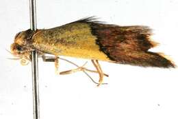 Image of <i>Hemibela oxyptera</i>