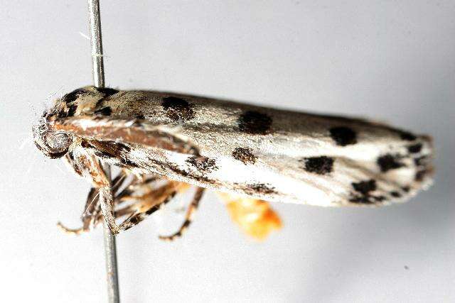 Image of Ethmia sphaerosticha Meyrick 1886