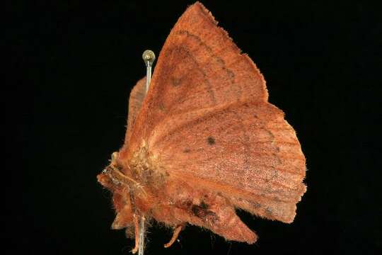 Anthela repleta (Walker 1855)的圖片