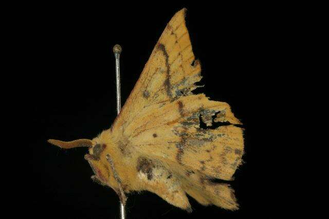 Anthela repleta (Walker 1855)的圖片