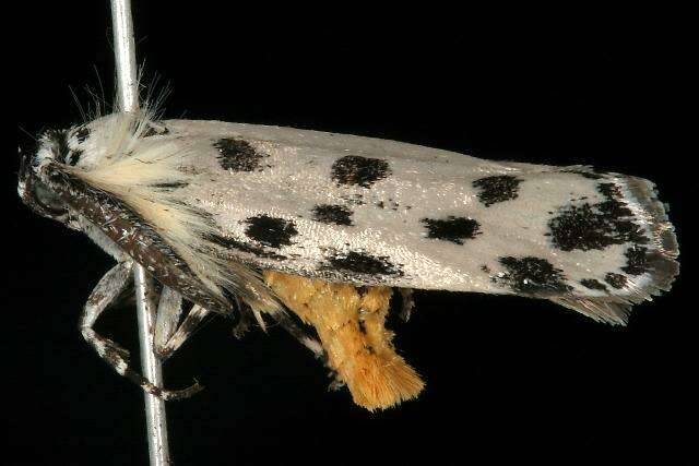 Image of Ethmia sphaerosticha Meyrick 1886