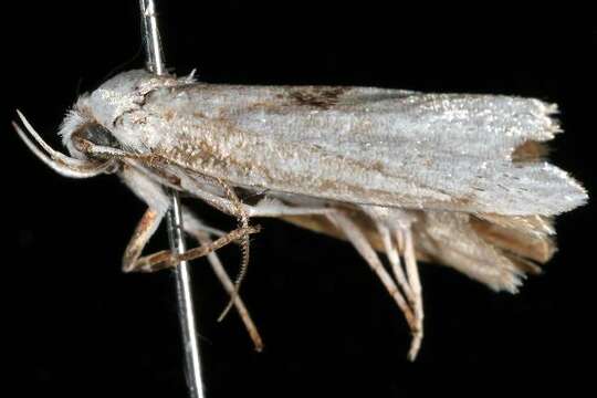 Image of Xylorycta amblygona Turner 1900