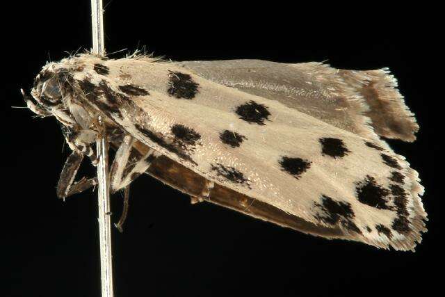 Image of Ethmia sphaerosticha Meyrick 1886