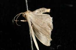 Image of Idaea coercita Lucas 1900