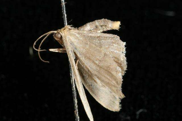 Image of Idaea coercita Lucas 1900