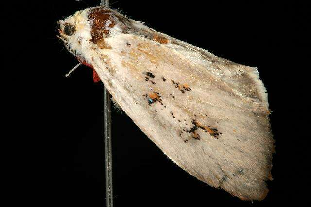 Image of Brachybelistis neomorpha Turner 1902