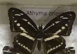 Image of Athyma
