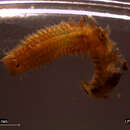 Image of estuary ragworm