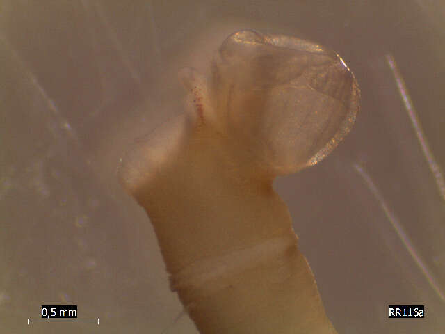 <i>Euclymene santandarensis</i>的圖片