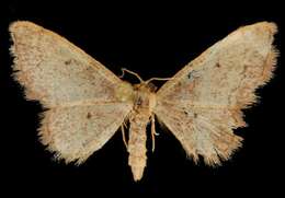 Image of Idaea eremiata Hulst 1887