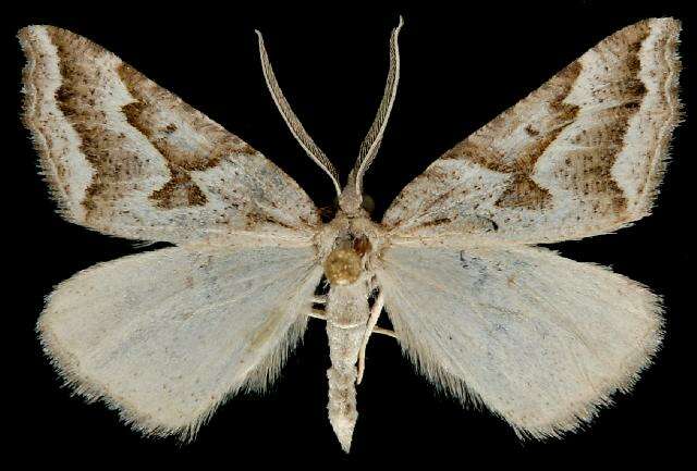 Image of Plataea personaria H. Edwards 1881