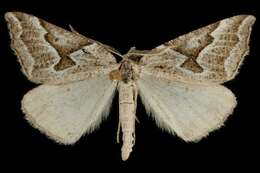 Image of Plataea personaria H. Edwards 1881