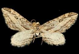Image of Eupithecia acutipennis Hulst 1898