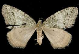 Image of Oak Winter Highflier