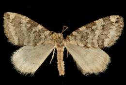 Image of Oak Winter Highflier