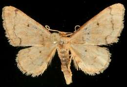 Image of Idaea eremiata Hulst 1887