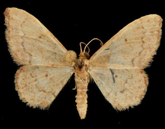 Image of Idaea eremiata Hulst 1887