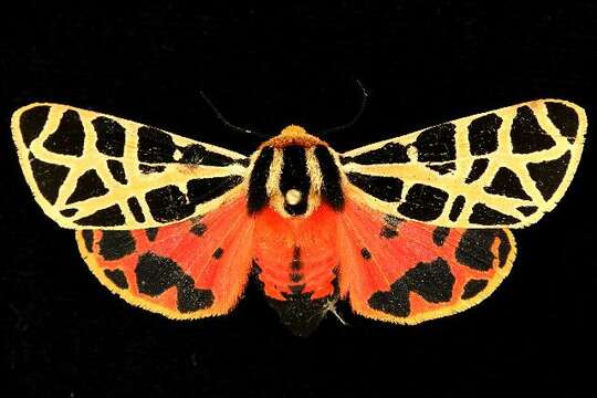 Image of Mexican Tiger Moth