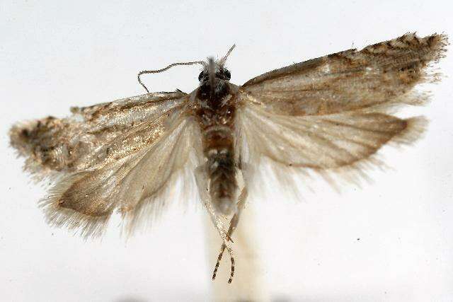 Image of <i>Eucosma pallidarcis</i>